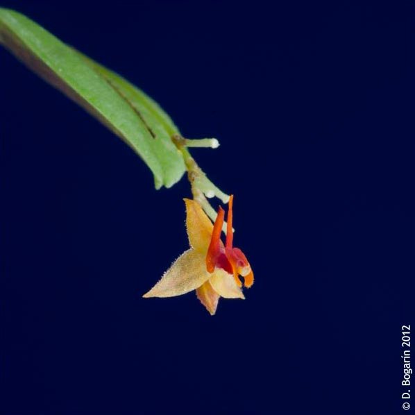 Lepanthes sandiorum